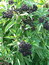 Sambucus ebulus, Zwerg-Holunder, Färbepflanze, Färberpflanze, Pflanzenfarben,  färben, Klostergarten Seligenstadt